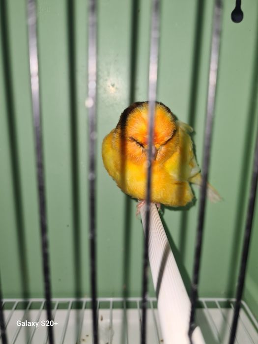 Canários Norwich Machos