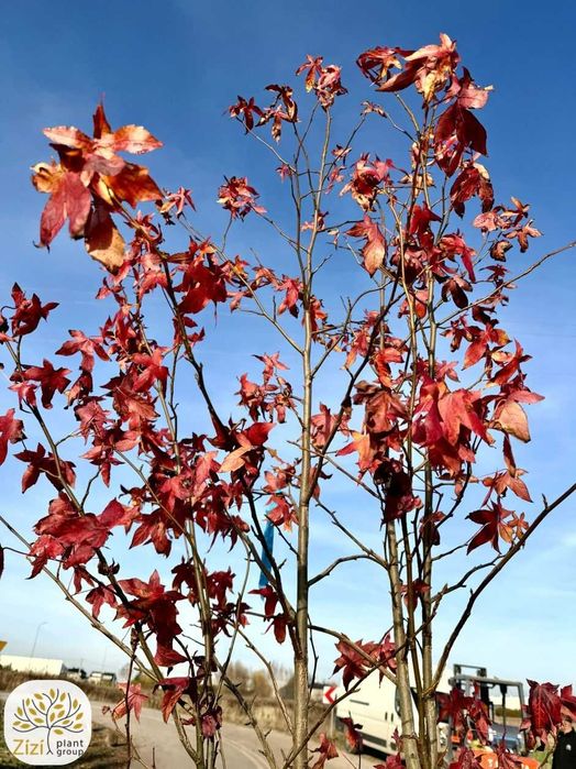 Liquidambar s., ambrowiec amerykański, 200-300cm, wielopniowy, bryła