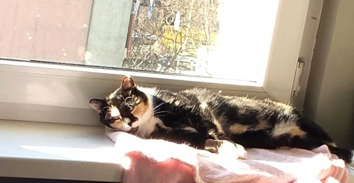 Energiczna i przekochana koteczka poleca się do adopcji!