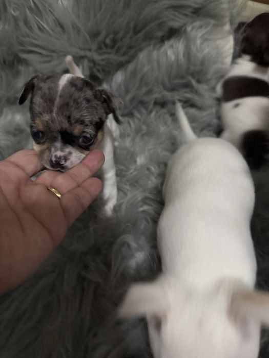 Lindo menino “CHIHUAHUA”