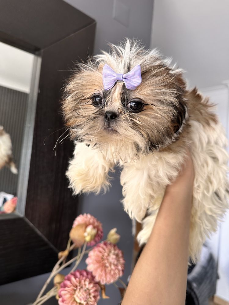 Shihtzu femea miniatura excelente