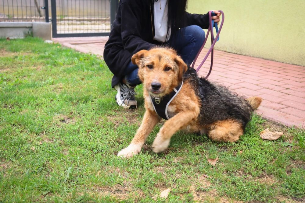 Szukamy domu dla Spajka