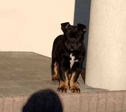 Szczeniak owczarek niemiecki /pitbull szuka domu