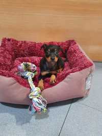 Pinscher cavalinho