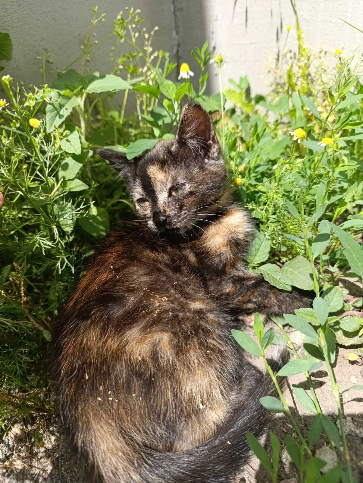 Кошенята для душі