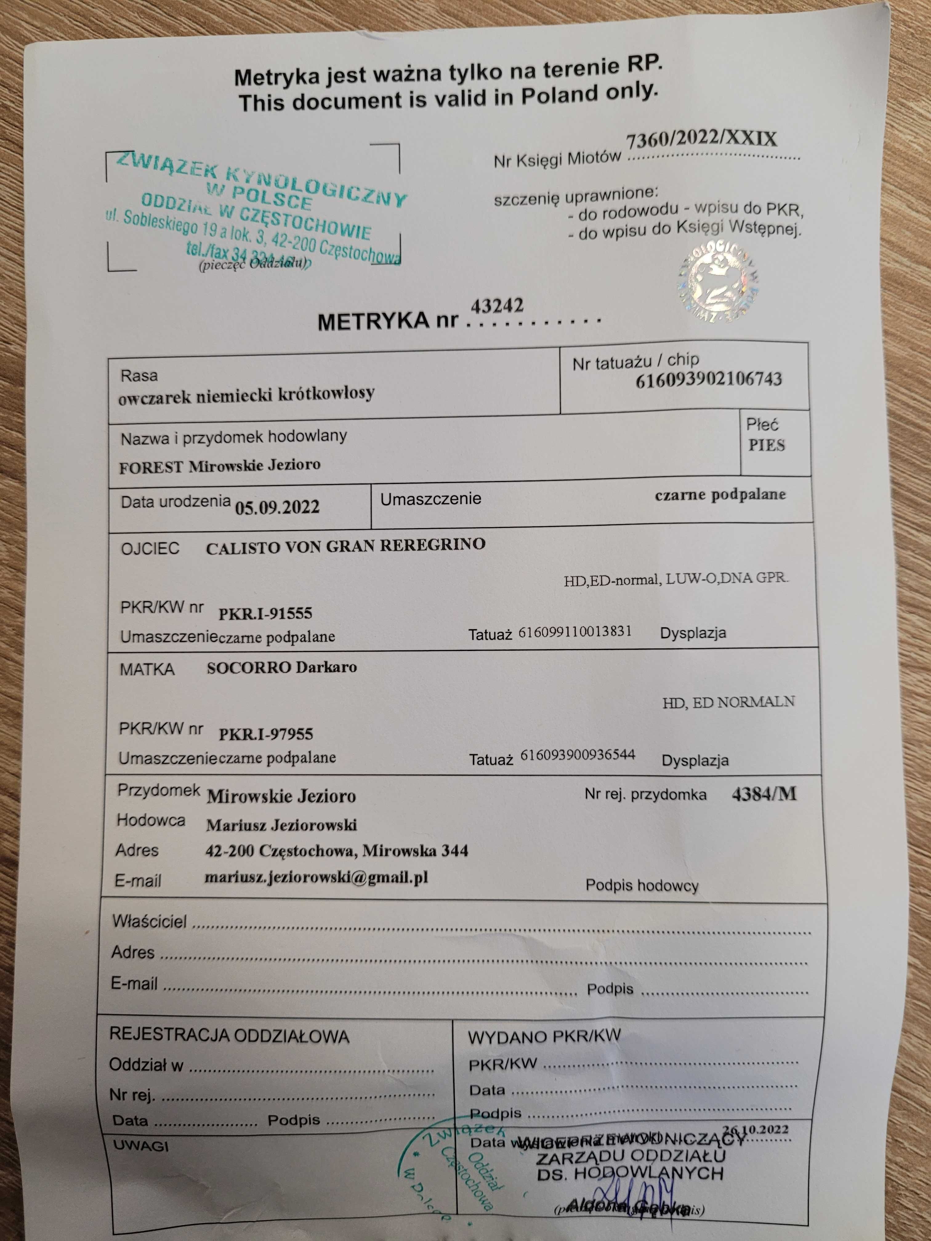 Sprzedam psa rasy owczarek niemiecki krótkowłosy 2,5 roku