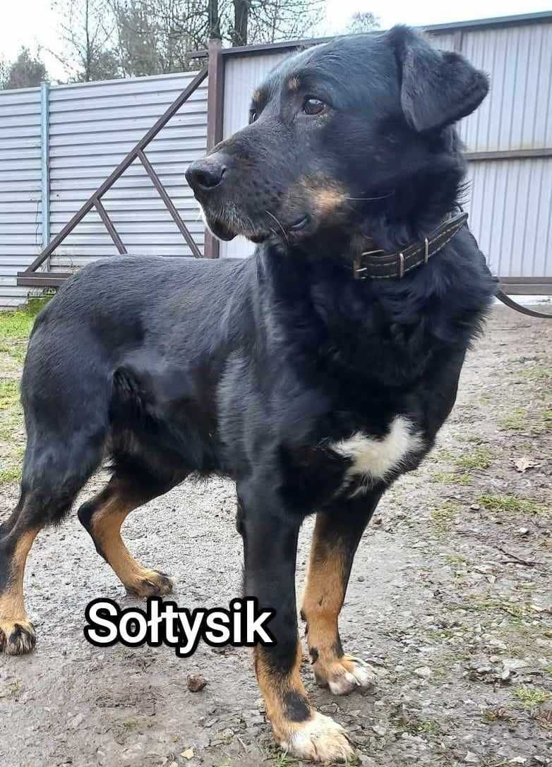 Duży pies szuka domu. Jest w schronisku.