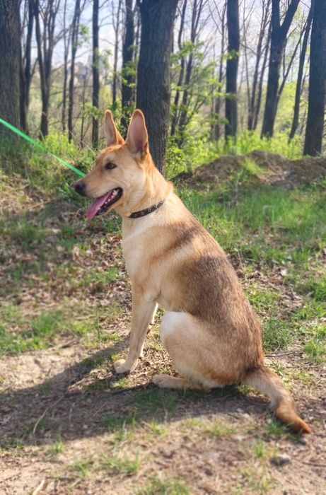 Песик-енерджайзер шукає дім!