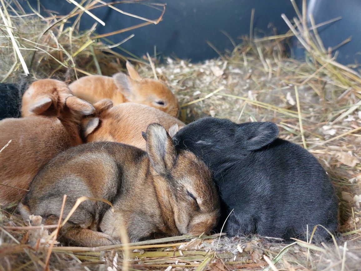 Pluszowy karzełek rex, Mini rex, króliczek, antyalergiczny miniaturka