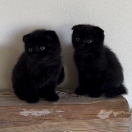 Висловухі котик і кішка