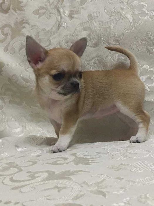 Чіхуахуа красень Ромка запрошує на вязку
