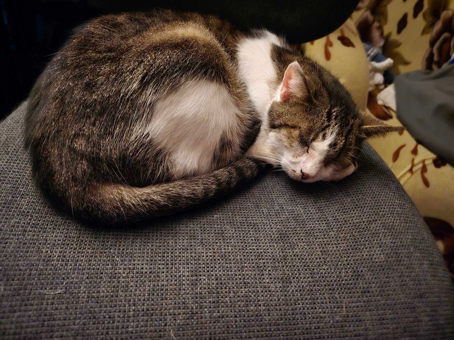 Віддам у добрі руки кішку на ім’я Тесі!