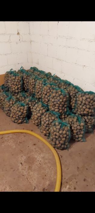 Ziemniaki dostawa jadalne irga gala czerwone