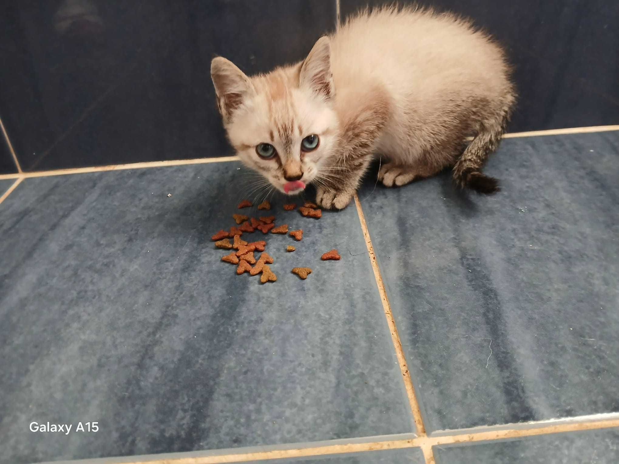 Doação gatinho com 8 semanas