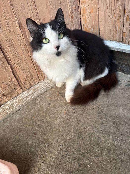 Віддам в добрі руки! Стерилізована, 9 місяців