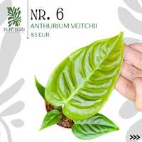 Anthurium VEITCHII (Planta RARA!!)