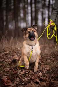 szczeniak większego rozmiaru do adopcji