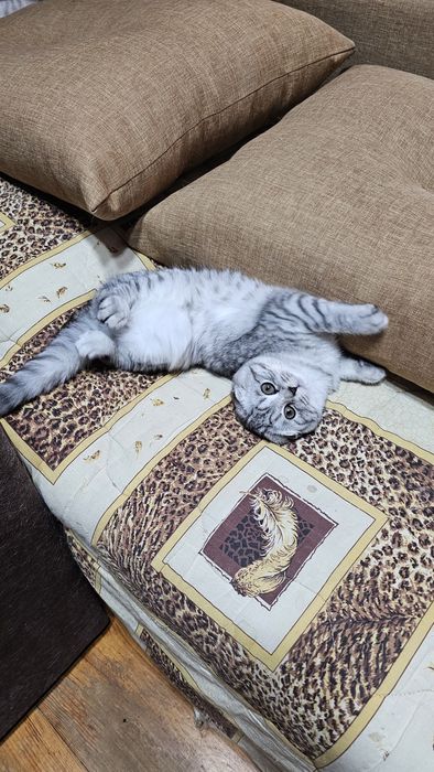 Шотландські кошенята