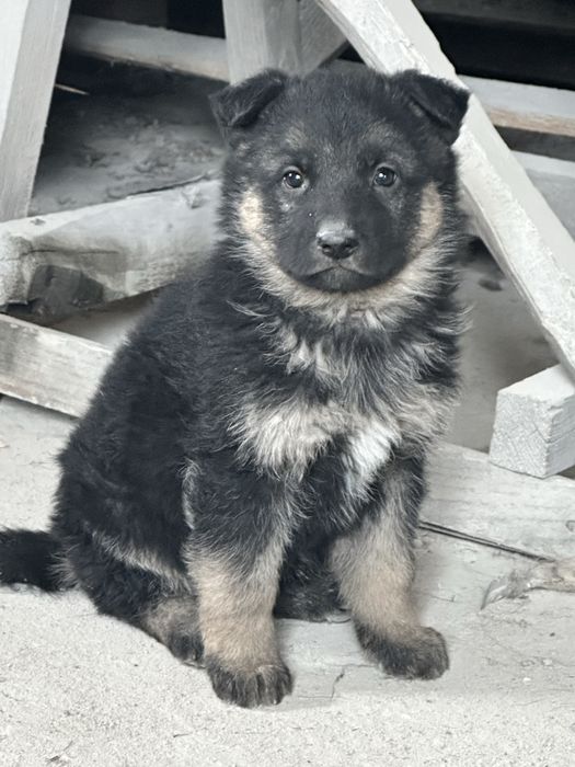 Цуценята  німецької вівчарки