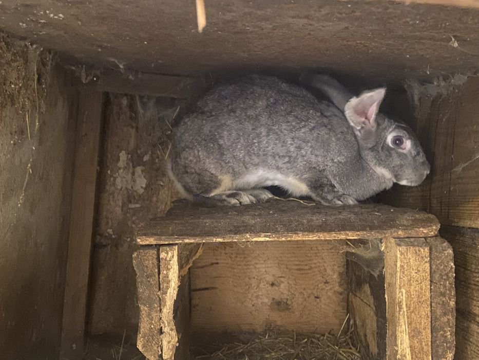 Кролики, кролі, самки, самці