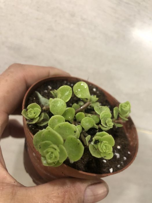 Сингоніуми, сциндаппсуси