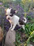 Chihuahua - piesek