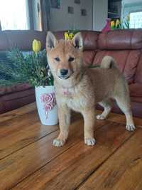 Shiba Inu piękna ruda suczka FCI ŚLĄSK CENA CAŁKOWITA