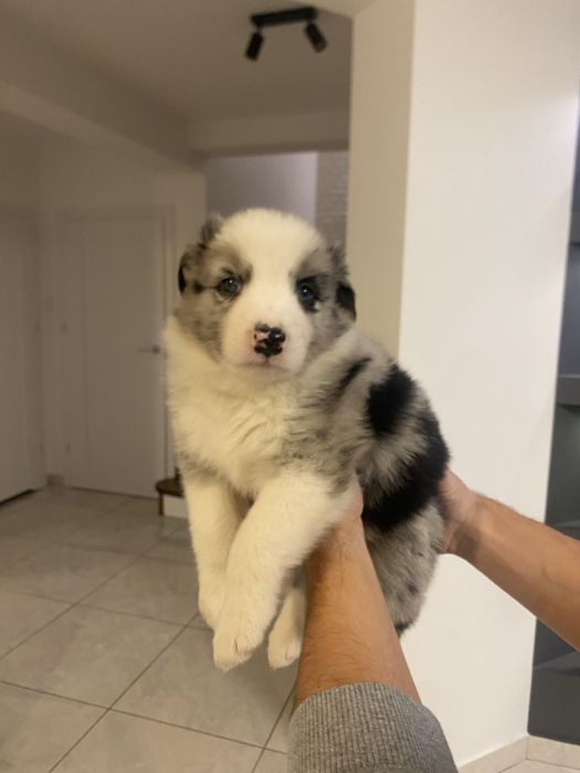 Piękny piesek Border Collie - Blue Merle, nr 8 - AZUL