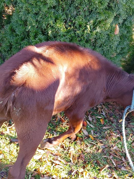 Sprzedam jałówkę mięsna limousine