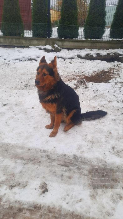 Owczarek niemiecki długowłosy