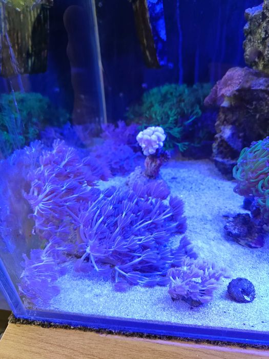 koral morski briareum, morskie koralowce fluo xenia , tubipora