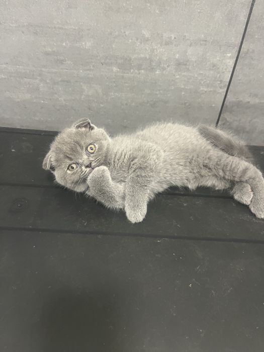Scottish fold criados em ambiente familiar