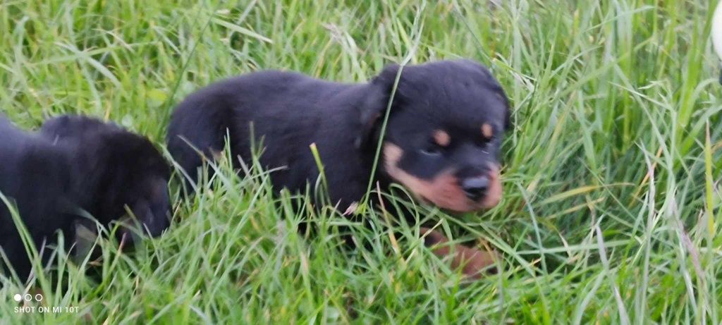 Rottweiler suczka z metryką