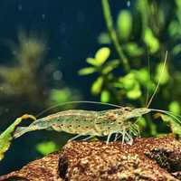 Krewetka Amano - Caridina Multidentata - Genialna na Glony WYSYŁKA