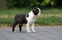 Sliczny chlopiec Boston Terrier - wnuk Zwycięzcy Świata