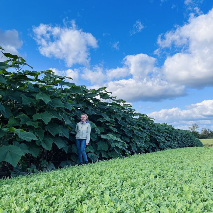 Промислова Павловния, Коріння однорічне 3см, Павловния Безкош.дост