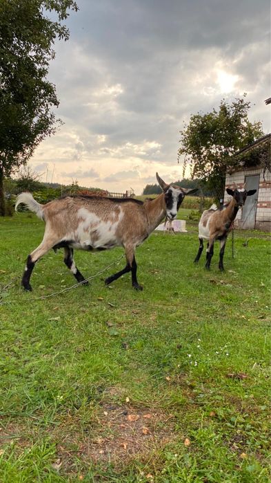 Koza 2 lata, zakocona