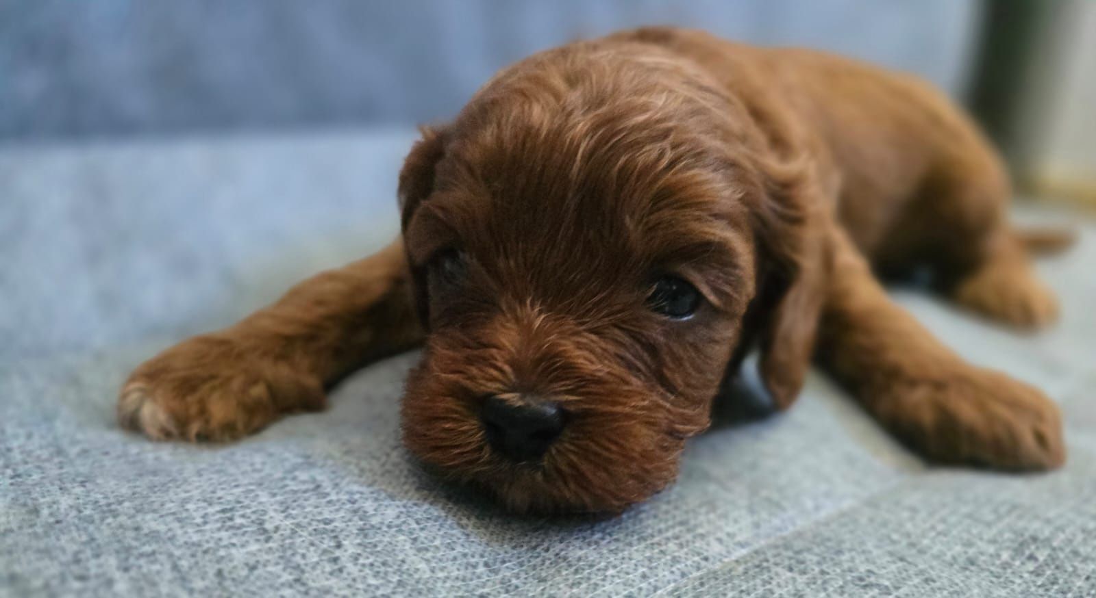 Cavapoo chłopiec