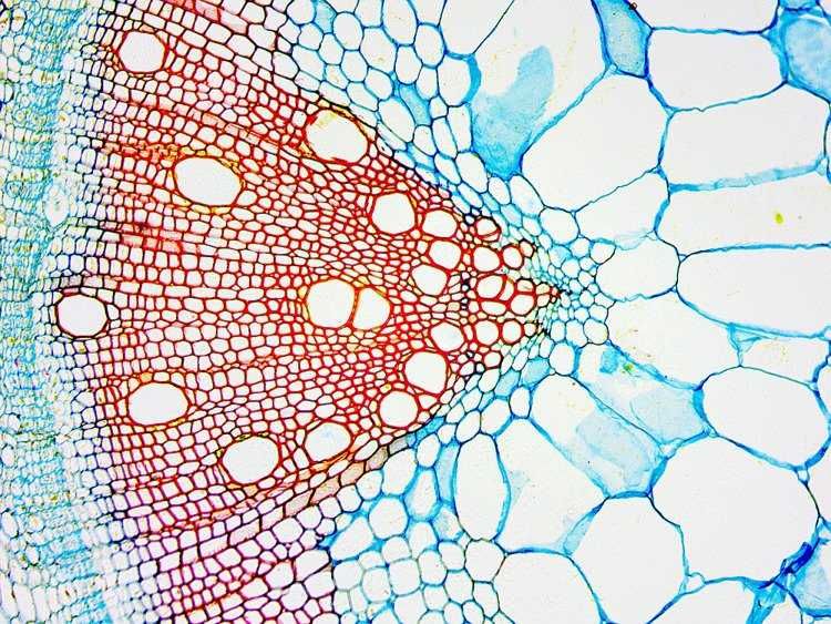 Mikroskop Delta Optical BioLight 300