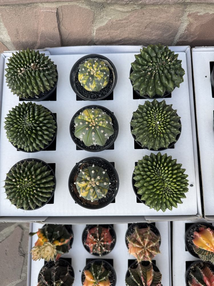 Астрофітум  cactus variegata cereus Astrophytum asterias