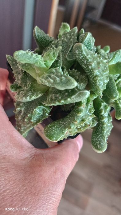 Фаукария суккулент кактус