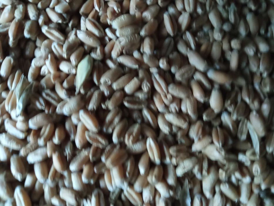 pszenica ozima dla kur ,królików, małe ilości