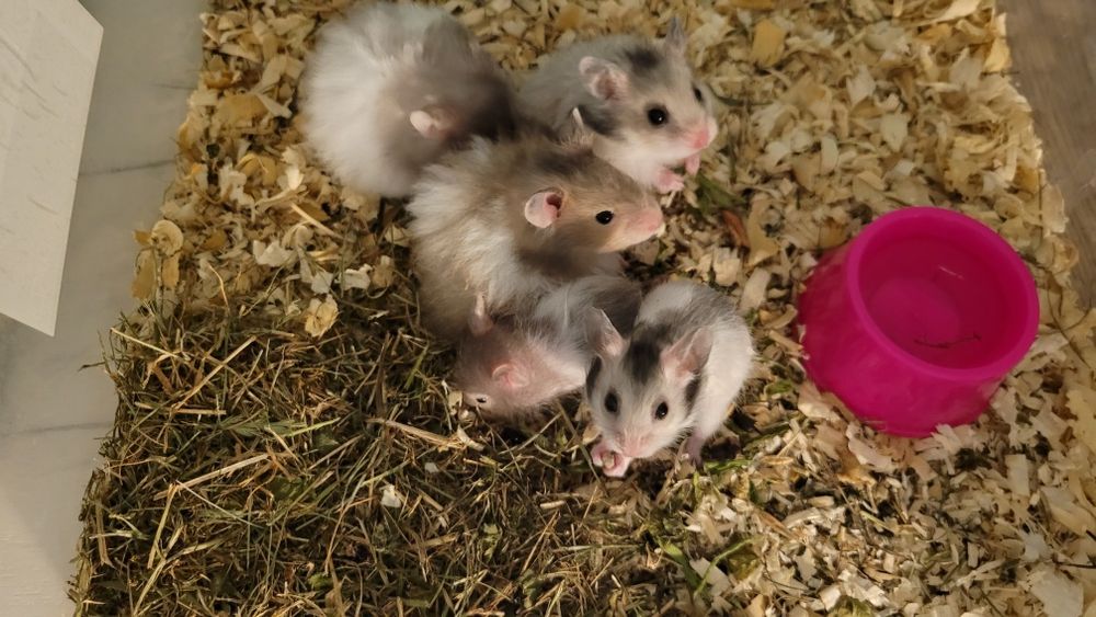 Chomiki syryjskie długowłose młode