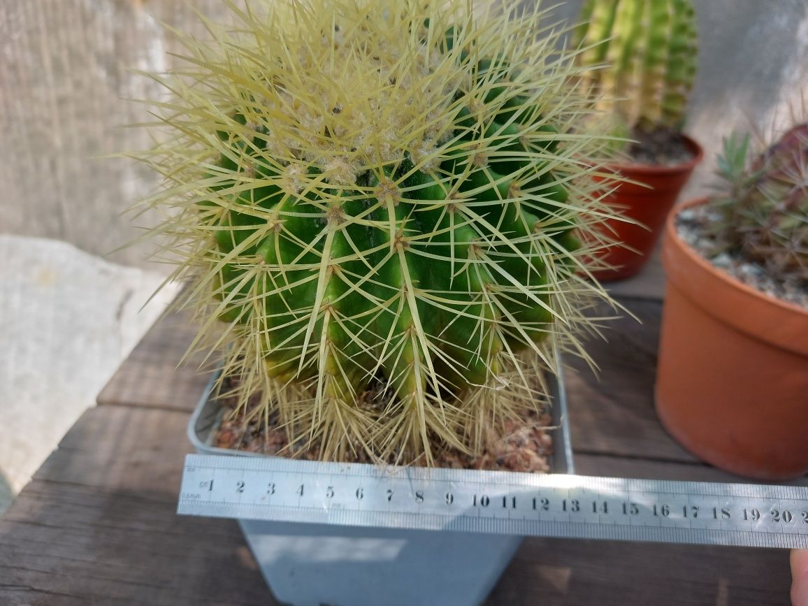 Продам кактус Echinocactus grusonii