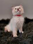 Miot  T Ragdoll do rezerwacji
