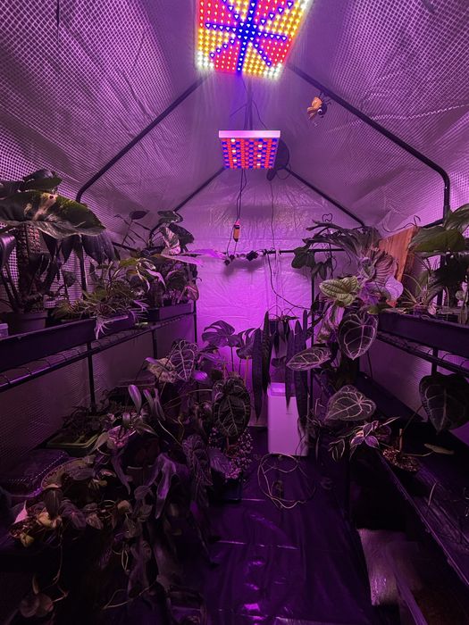 WYPRZEDAŻ KOLEKCJI!! Anthurium Monstera Epipremnum PhilodendronRosliny