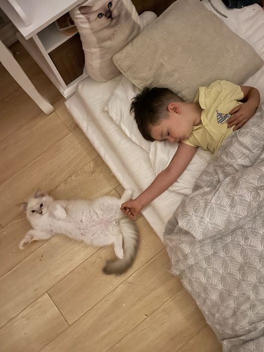 Ragdoll lynx seal blue przytulaski