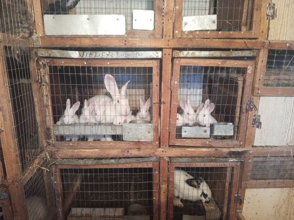 Продам кроликов различных пород живым весом и мясом. Г. Никополь