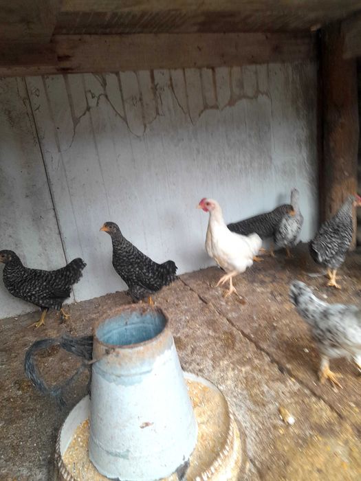 Vendo coquitos raça piquena