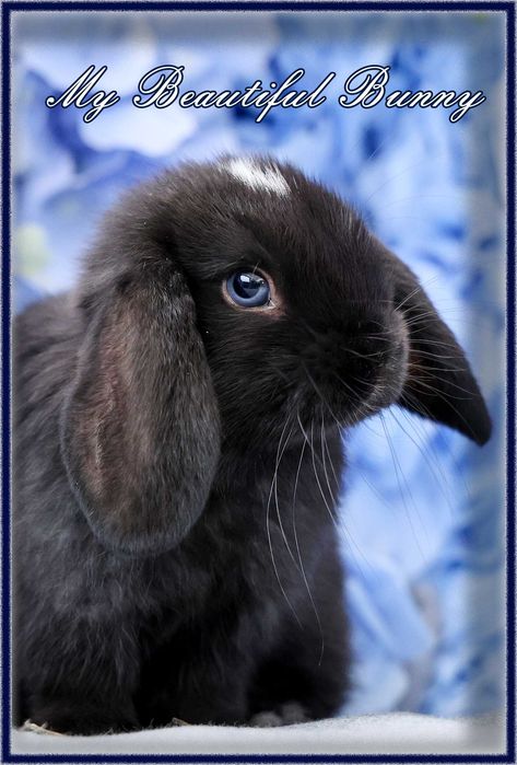 Piękny Królik Mini Lop - Black